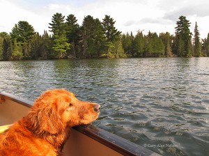 Dog in Canoe